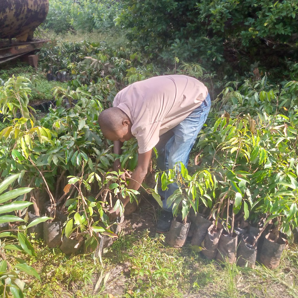 FAOMozambique's tweet image. Fruit tree #seedling 🌱🌱🌱distribution to resettled and hosting communities for household’s plantation in their backyards in districts affected by the #Cycloneidai. @FAO promoting critical ventures and strategies with communities attaining climate resilience.🤝