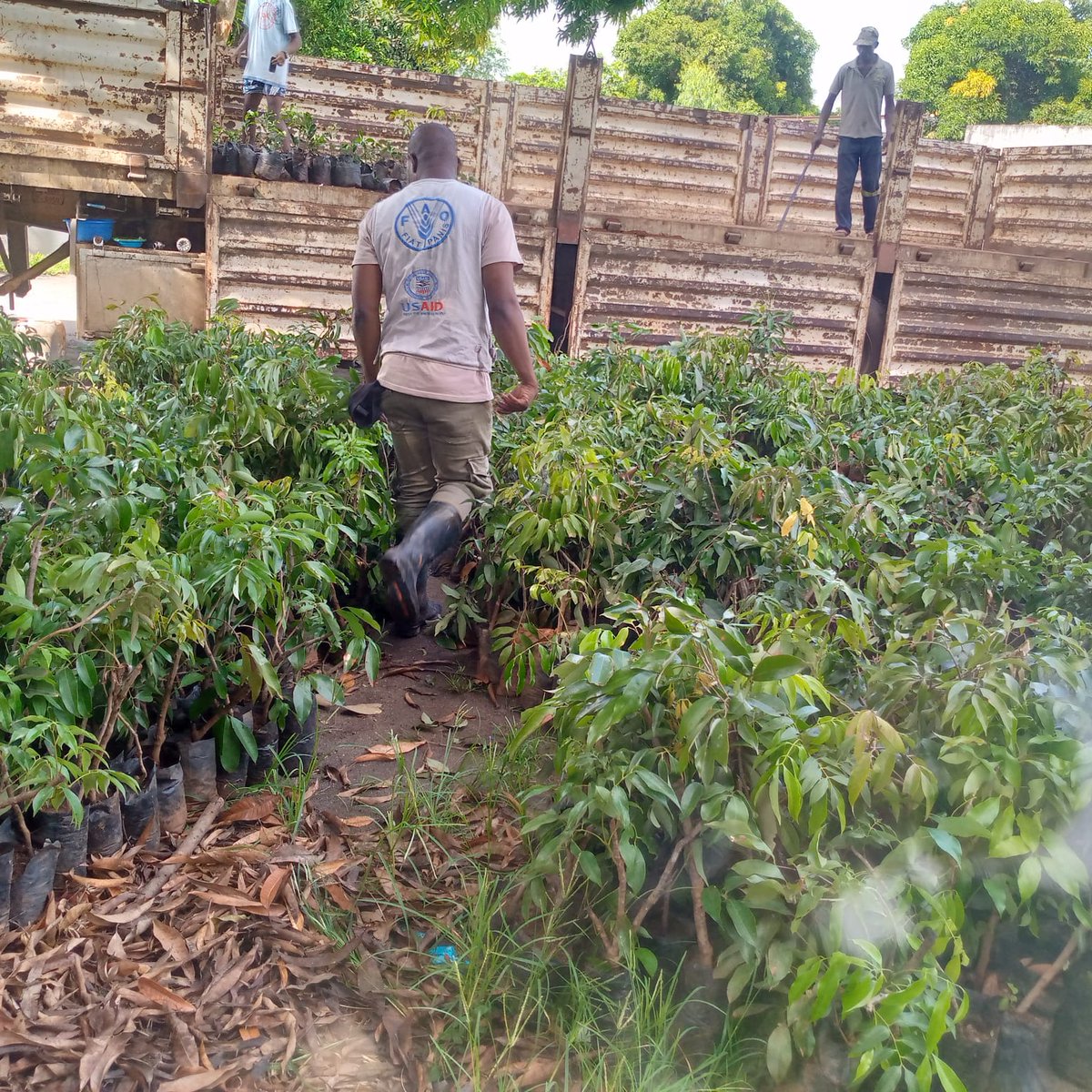 Fruit tree #seedling 🌱🌱🌱distribution to resettled and hosting communities for household’s plantation in their backyards in districts affected by the #Cycloneidai. @FAO promoting critical ventures and strategies with communities attaining climate resilience.🤝