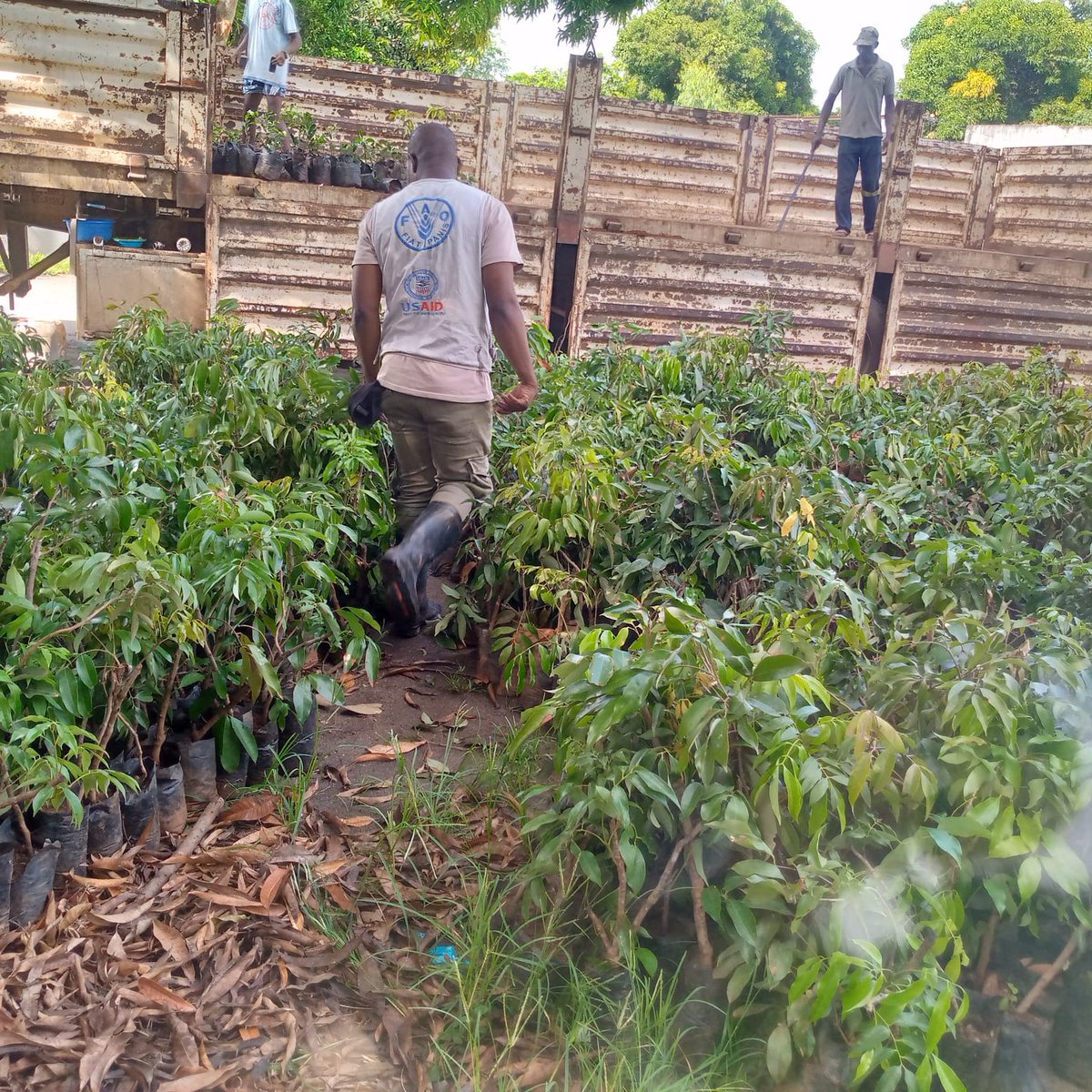 FAOMozambique's tweet image. Fruit tree #seedling 🌱🌱🌱distribution to resettled and hosting communities for household’s plantation in their backyards in districts affected by the #Cycloneidai. @FAO promoting critical ventures and strategies with communities attaining climate resilience.🤝