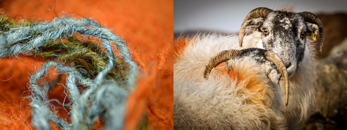 Hebridean weather makes a colourful wool coat an essential item when wandering outdoors. 🧡 #harristweed #colourmatch #ClòMòr #outerhebrides #sheep #dye #wool #fabric #handwoven #traditional #tweed #fashion #crafts Photos by Lewis Mackenzie