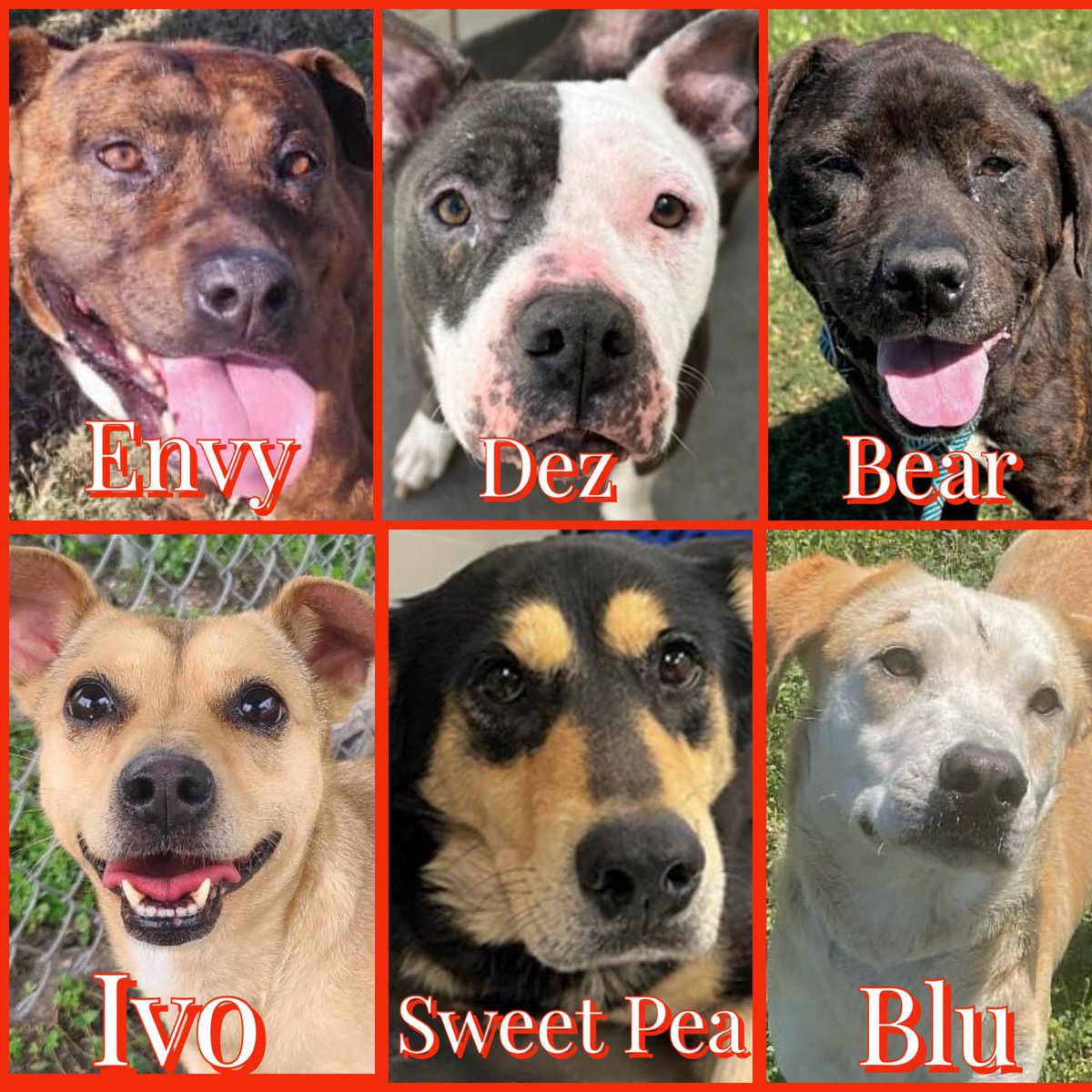 🆘⚠️🆘 LOOK INTO THEIR EYES & SEE THEIR LOVE, DESPITE ALL LIFE'S DONE TO THEM. THEY DIE TODAY W/O OUR HELP!!!🆘⚠️🆘

ENVY #A363002
DEZ #A365898
BEAR #A366173
IVO #A365508
SWEET PEA #A366310
BLU #A366042

Great dogs & all deserve to live. Pls, if you can, help them now. #Pledge 🙏