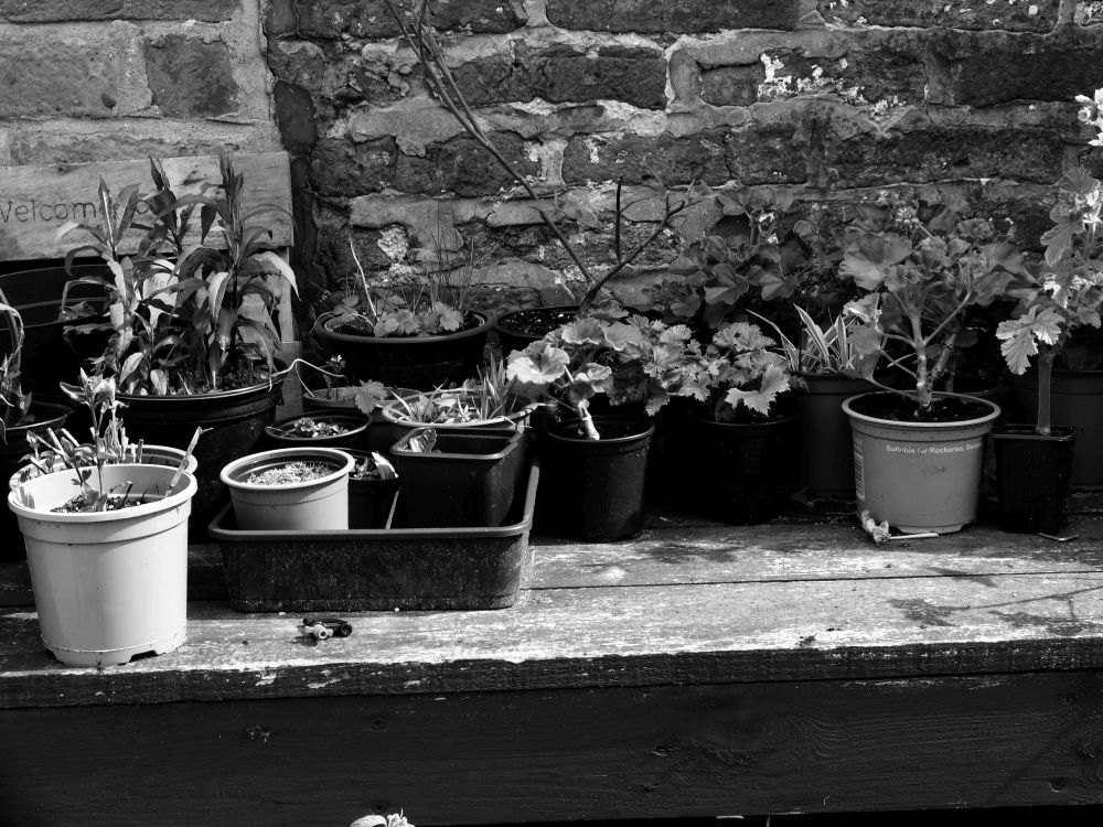 CHORLEY 14-04-24.
Astley Park, plants in the walled garden.
#Chorley #AstleyPark #LANCASHIRE #blackandwhitephotography #garden #plants