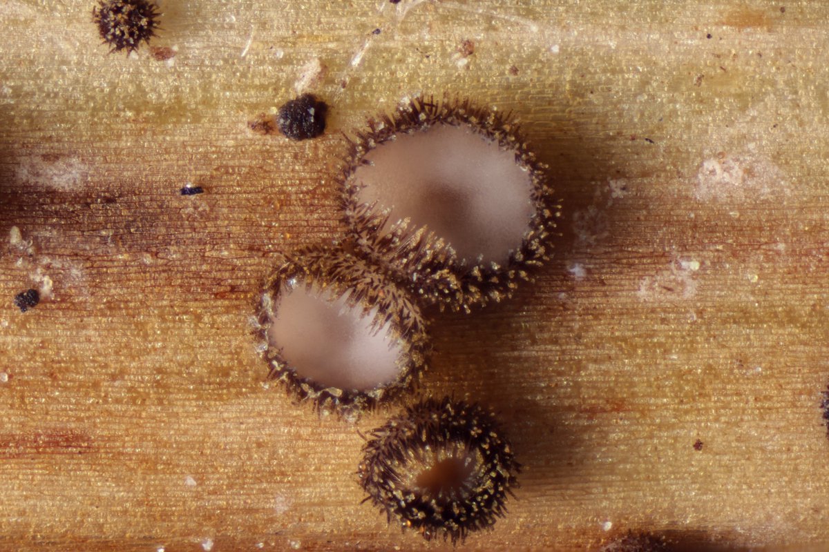 RPilze's tweet photo. Trichopezizella nidulus  ex Polygonatum sp.

#Trichopezizellanidulus #Trichopezizella #Nestförmigeshaarbecherchen #weißwurzhaarbecherchen #mushroom #mushrooms #fungus #fungi #pilz #pilze #champignons #champignon #nature #natur #Polygonatum #FungiFriends https://t.co/eC1lTJeWrk