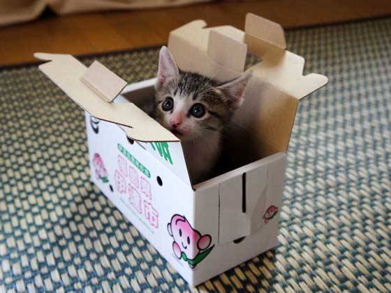 A tiny cat in a small box, 
Thinks they're a mighty paradox. 
If I fits, I sits, the saying goes, 
But tiny friend, your tail overflows!

#BoxLove #CatsAreLiquids #TooBigForTheBox #Adorable
