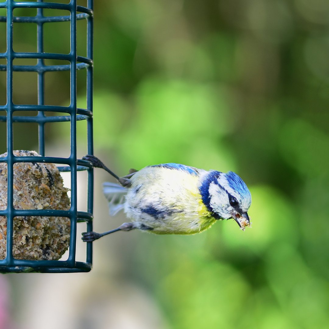TopsoilDirect's tweet image. 🐦 Attention bird lovers! 🐦 Explore Garden Topsoil Direct's new bird food &amp;amp; feeder range! Enjoy 10% off fat balls &amp;amp; peanut butter feeders until May 1st with promo code BFLAUNCH. Make your garden a bird paradise today!  #NewBirdRange #GardenTopsoilDirect #BFLAUNCH