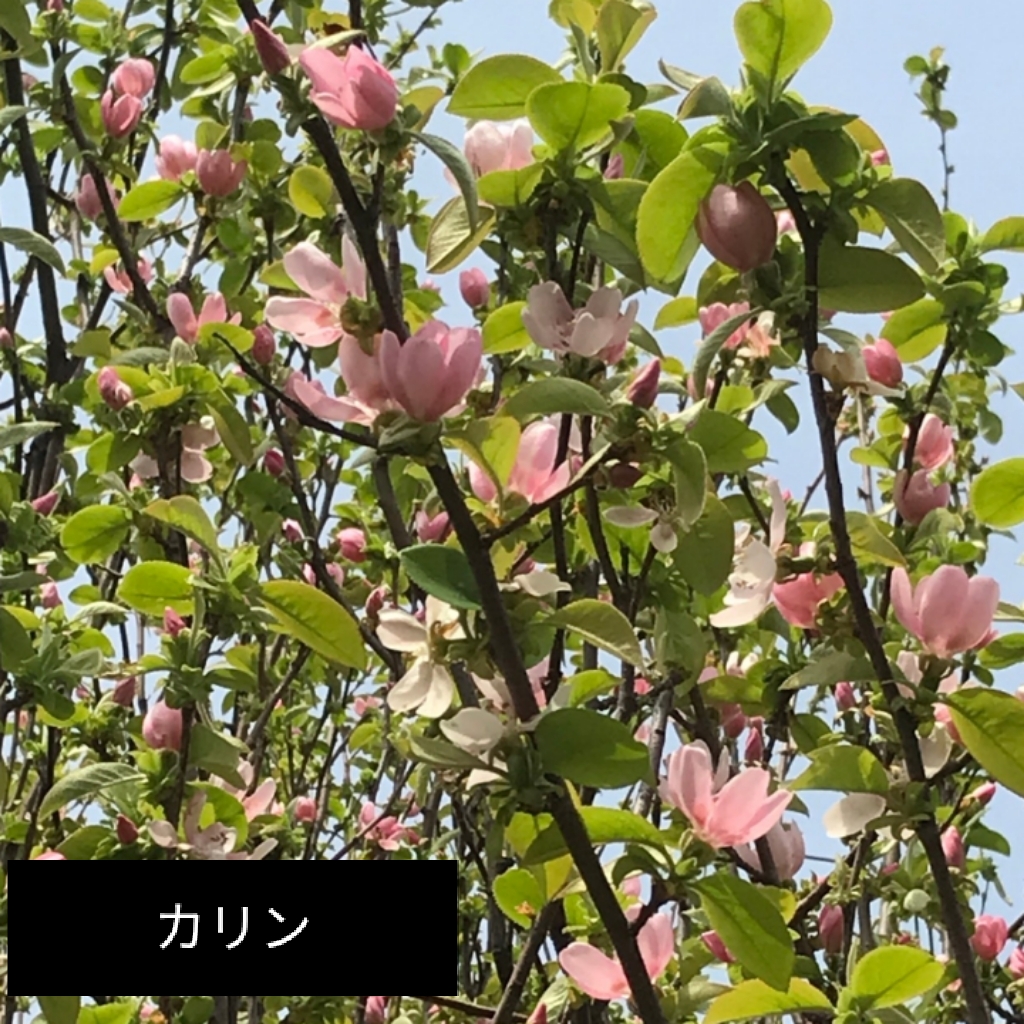 低木のニワザクラと高木のカリンがピンク色の花をぎっしりと付け、薬用植物園の中央を彩っています。 #京都大学 #薬学部 #薬用植物 #植物園 #ニワザクラ #カリン #花の写真