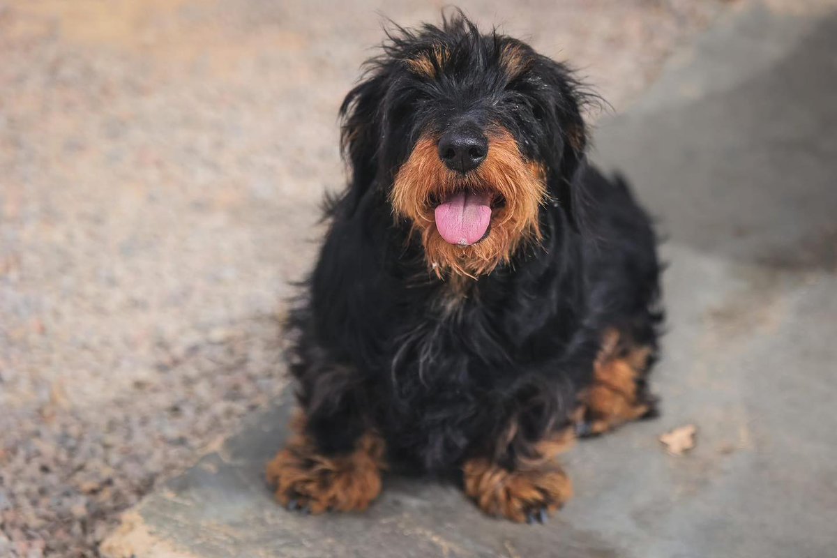 #Valencia
Esta abuelita tan chiquitina y bella busca un nuevo hogar con urgencia.
La pobre está malita, tiene #cáncer y necesita estar cuidada y muy querida el tiempo que la vida le permita....

Buenísima y cariñosa, es sociable con perretes, pero no se lleva bien con los