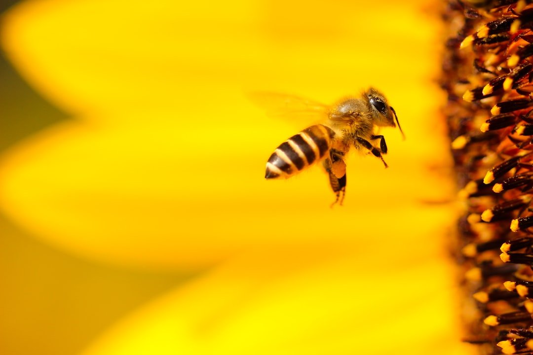 People are always apologising for their absence because they've been 'busy'. But is it possible they're not *actually* busy, they just think they are?

Inspired by nature's busiest beasts, my latest story is one I've been buzzing to write (sorry) 🐝 Link in bio