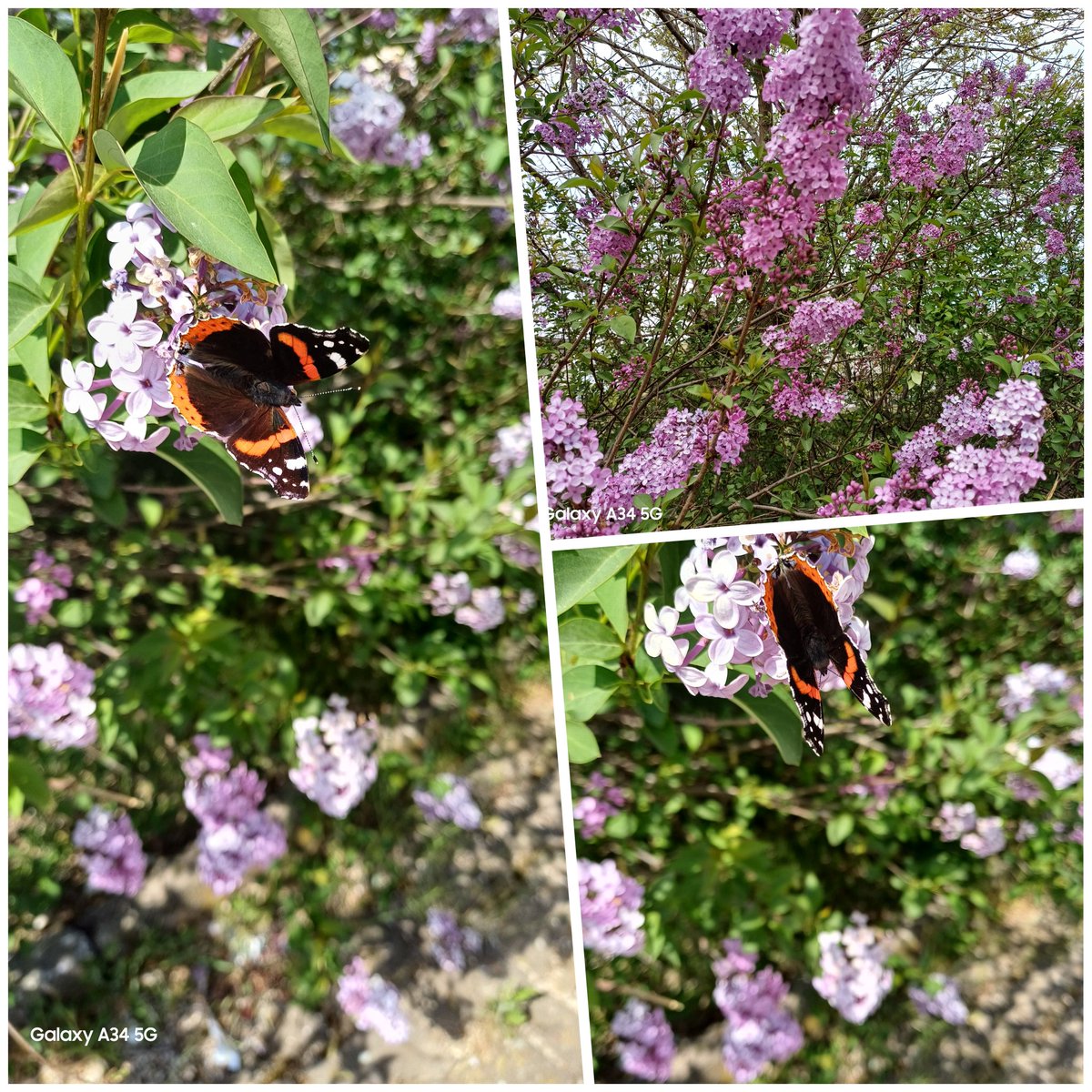 🦋🍃
Hiçbir ağaç yapraklarını sayamaz..*
Her biri tomurcuklarını açarken
 parlayan binlerce sevgi, renk, emek, kelebek demek..*
#Bahçeden #iyihaftalar #leylak