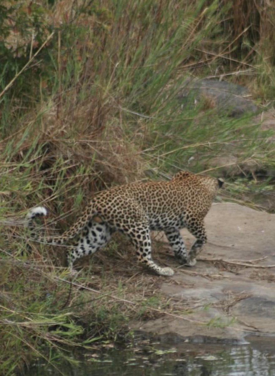Spotty is up to something here by the Sabie River next to high level bridge(H12).
#Myoffice
#KNP