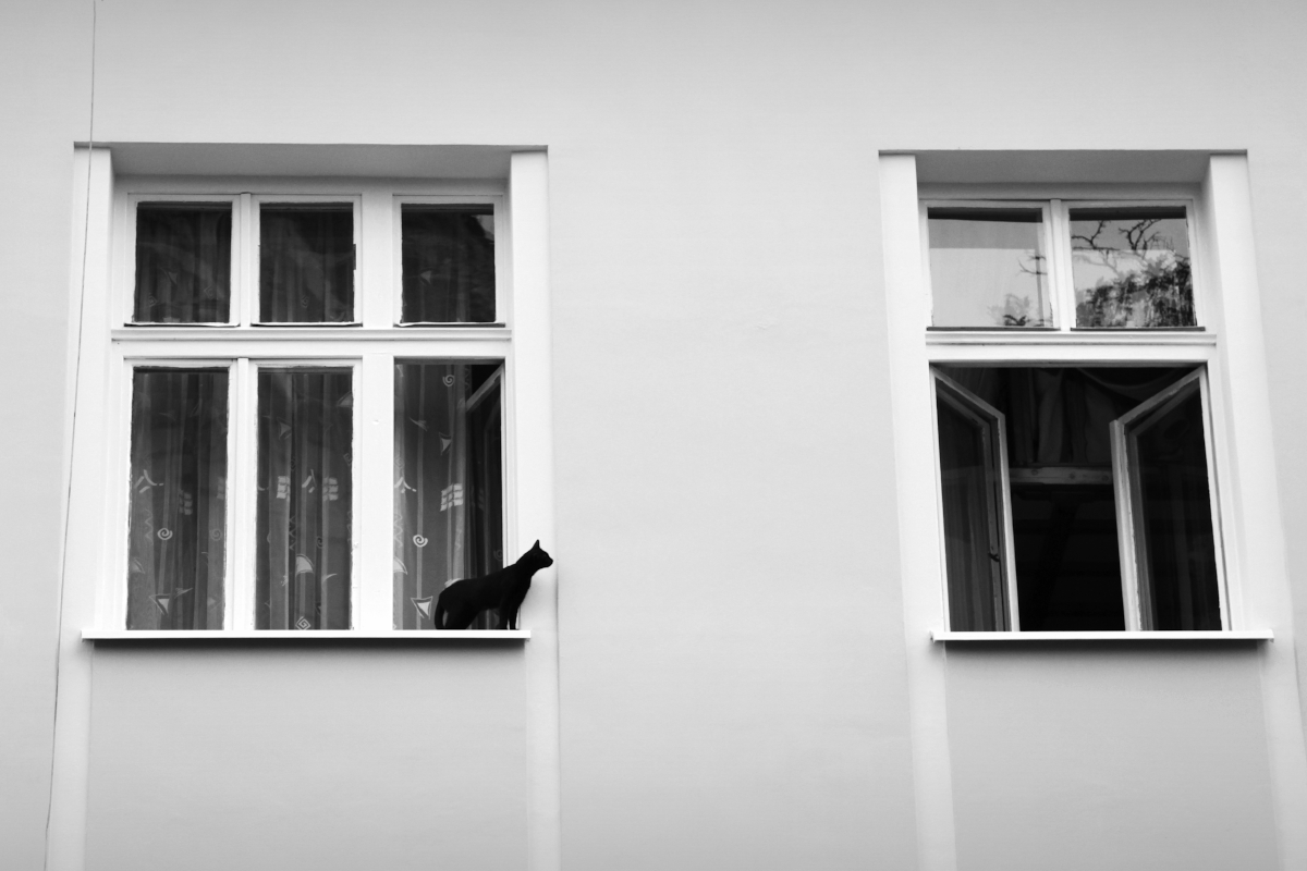 #krakow #blackandwhitephotography #photography
❤️🍀☮️🐈‍⬛