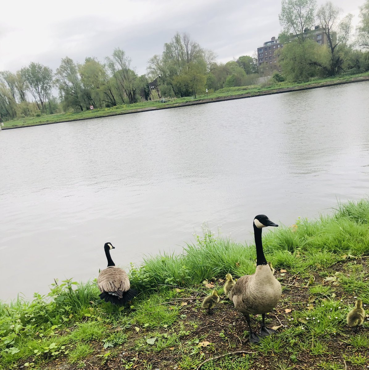 TDesmaele's tweet photo. Zo, een verfrissende 8km met tegen en rugwind en een slavlaag om het af te maken. De wind was uitgelaten en schreeuwde wat in mijn oren, dat het kietelde. #ochtendloop https://t.co/JVOkLOx857