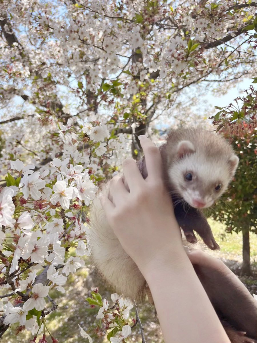 はじめてみる桜に目ん玉ガン開きフェレット
#フェレット #ferret #フェレットのいる生活