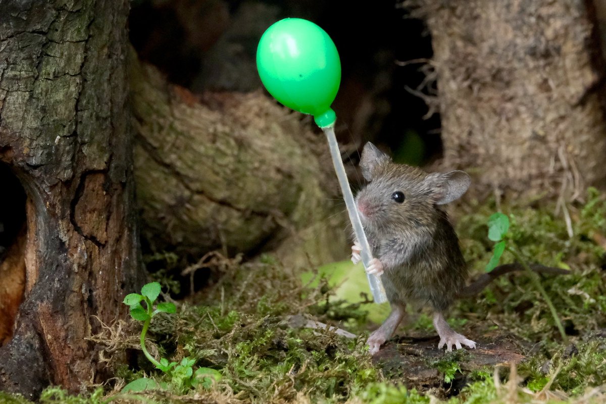 mousebybrambles's tweet photo. A photo to give you a smile 
The wild baby mouse with a balloon
#Mouse #Smile #cute #laughter #wildlife  #garden #NatureBeauty #fyp https://t.co/GRk23ZyBjI