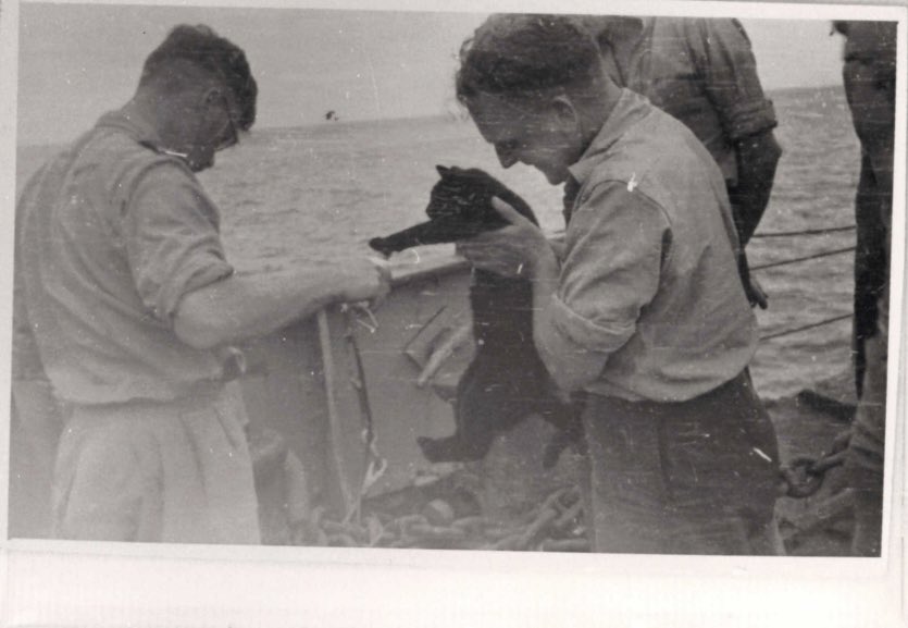 Squadron Leader Thomas checks the ship’s cat on HMS Koala following Britain’s first nuclear test in 1952. 
“The cat had a clear reading. I was concerned because he had probably licked himself clean […] however I understand that he lived a long life.”