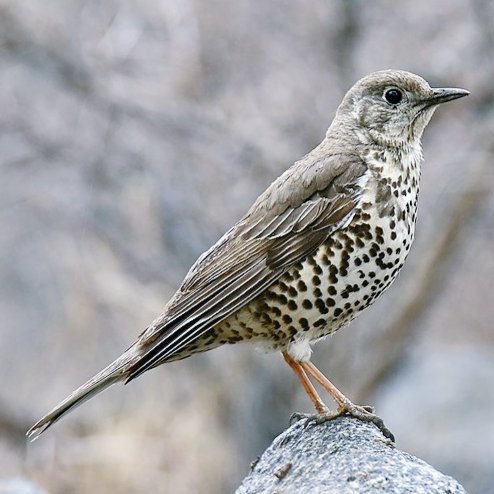 Given the hail and driving wind, for today I thought of : in Cumbrian dialect, 'stormie' is mistle thrush unlike most other birds who seek shelter from stormy weather, the mistle thrush will sing or call heartily, before and through it #birds #folklore #language #cumbria
