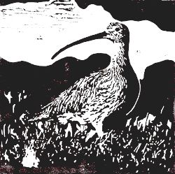sea_synergy's tweet photo. Celebrate #WorldCurlewDay on April 21st!

#MarineCreatureFeature #SeaSynergy #Education #IrishMarineLife #MarineConservation #Shorebirds #InLoveWithIveragh #IveraghBirds #IrishCurlew #DiscoverIveragh @BirdWatchIE @KerryBirdNews 

Photo Credit: Curlew Conservation Programme https://t.co/IraXh9KmJu