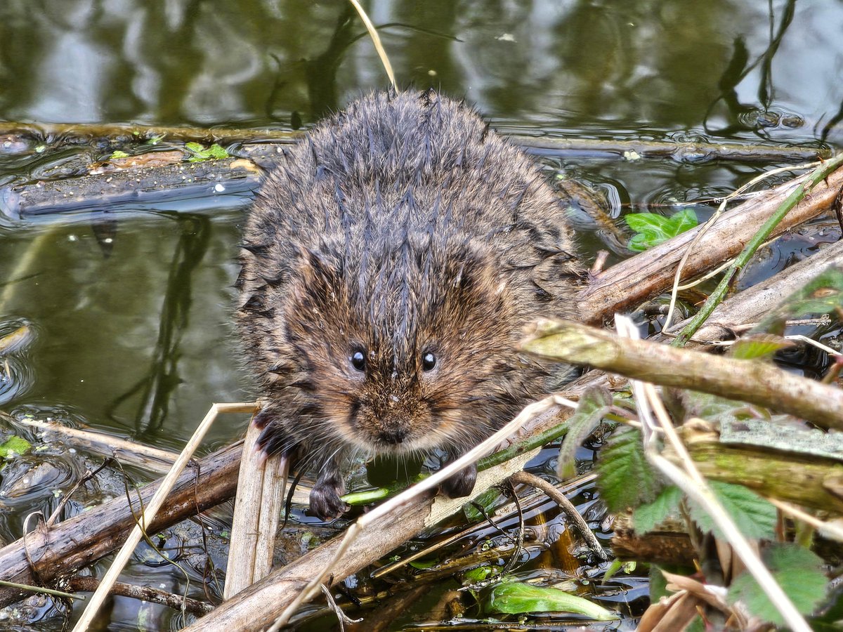 Let this water vole cheer you up on this soggy Monday morning 🌧️☔ We're so pleased to see so many of you have signed up to be Water Vole Watchers over the weekend! Like Melanie Allen who has already spotted this water vole on the canal in Chichester! 👉 ptes.org/watervoles