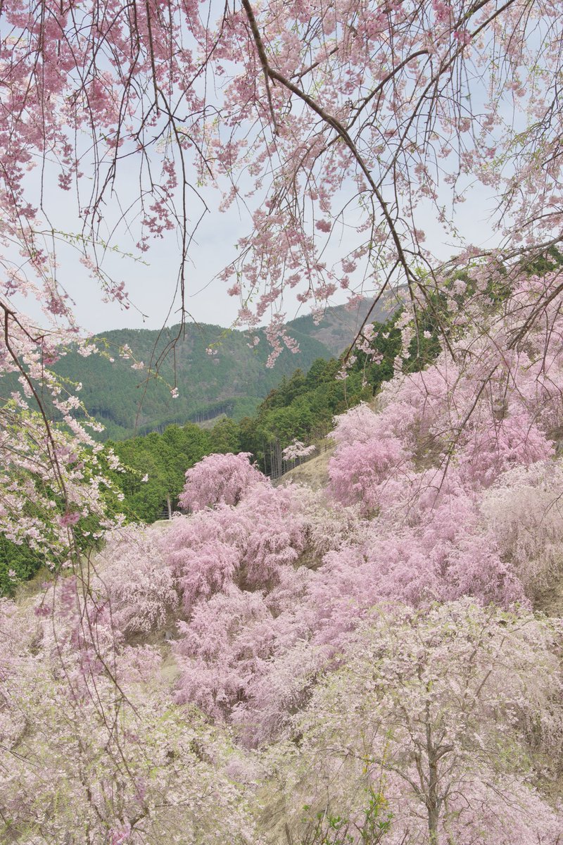 先週で見納めと言っていた桜ですが奈良県東吉野村にある『高見の郷』が見頃だというので今日妻と行ってきました。初めて訪れましたがその数一千本といわれる枝垂れ桜が本当に見事ですね！桜が降りそそぐような庭を散歩をし満開を過ぎた今が舞い始めで風が吹く度に桜吹雪がとてもきれいでした。(縦写真)