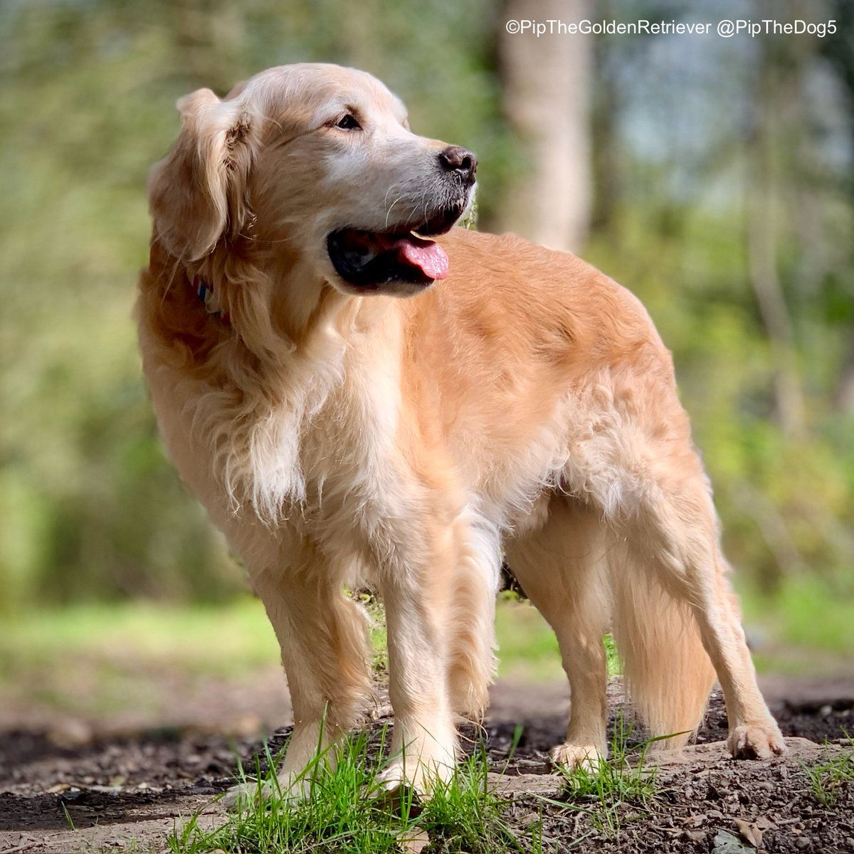 🌤️🐶🌳

Happy Monday! My family and I wish you everything you wish for yourself this week.

#GoldenRetrievers 🐕😀🐾