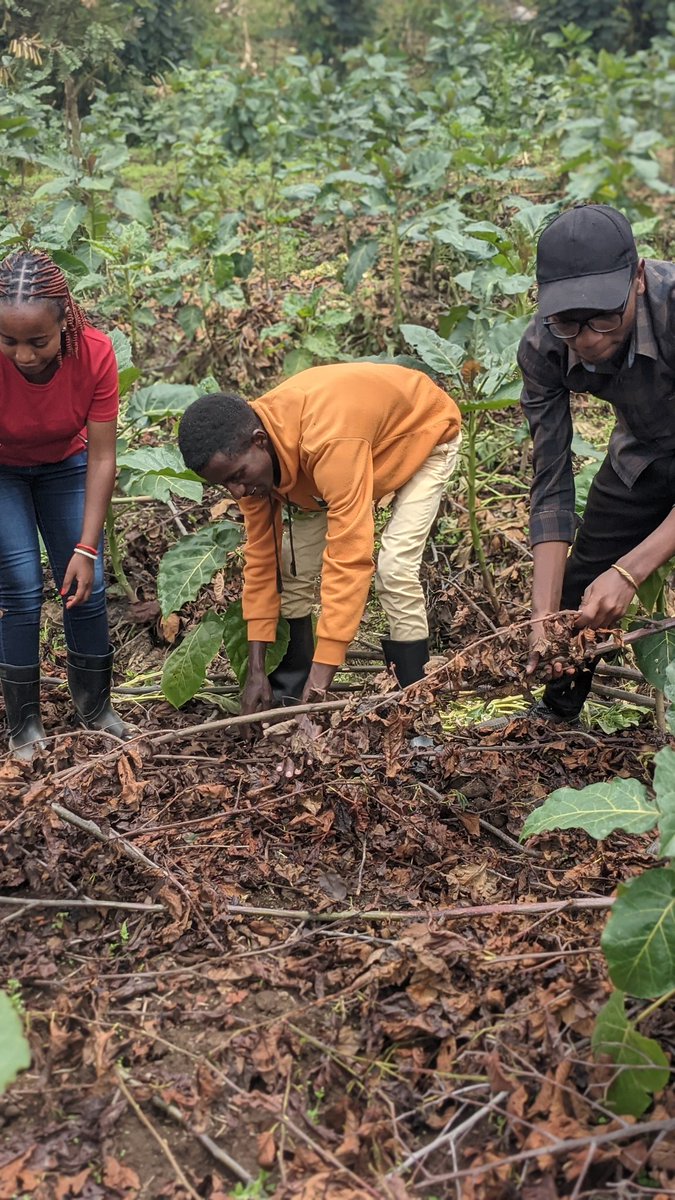 #Mulching crops conserves soil moisture, suppresses weeds, moderates soil temperature, and improves soil health by reducing erosion and nutrient leaching. It enhances crop growth and productivity while minimizing water use and labor.
#YouthInAgriculture