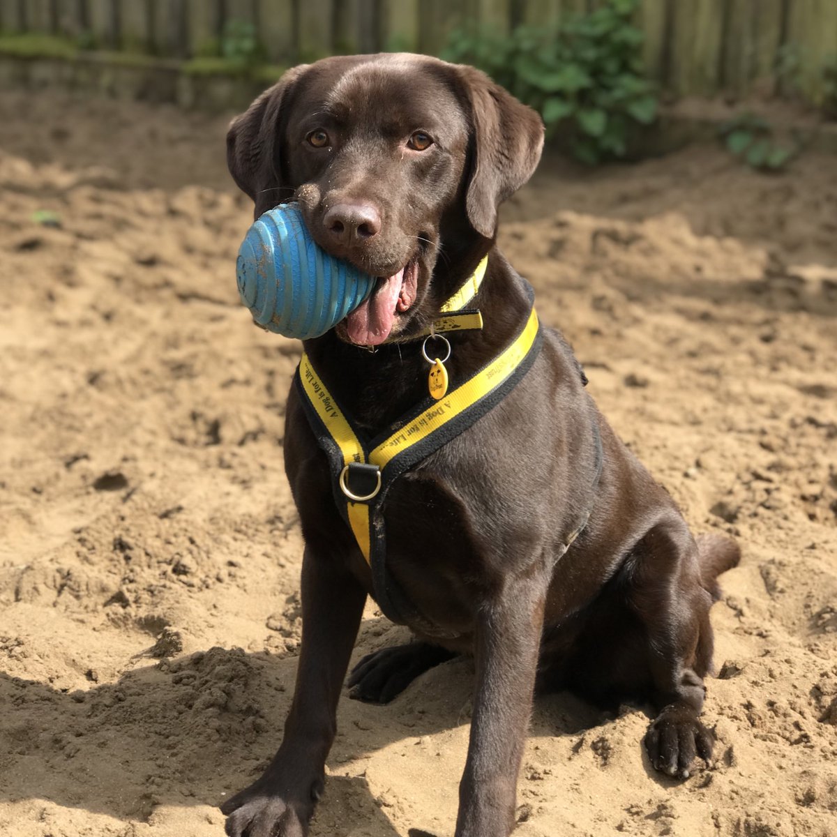BRUNO with his new favourite toy. 💛 He loves his squeaky ball. 💛 He is a 2-year-old Labrador @DogsTrust #Ilfracombe. dogstrust.org.uk/rehoming/dogs/… 🏡 #ADogIsForLife #RescueDog 🐶#AdoptARescue #LoveDogs 🐾