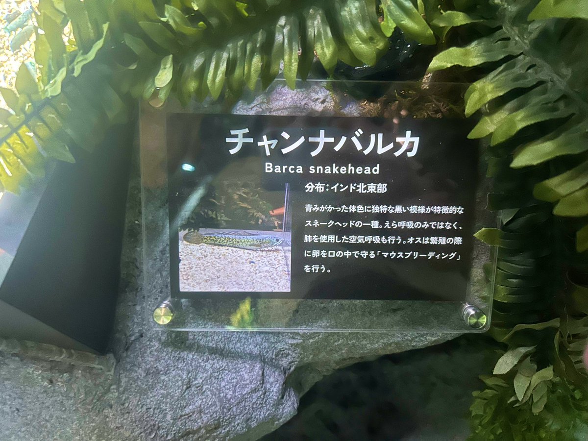 a_lbn92's tweet photo. これは沖縄の水族館で見つけたちょっと惜しい魚🐠
誰かに見てほしかったけど誰もわかってくれなさそうなので、ここで供養します(2年ぶりのツイート) https://t.co/MHfEZIy5ma