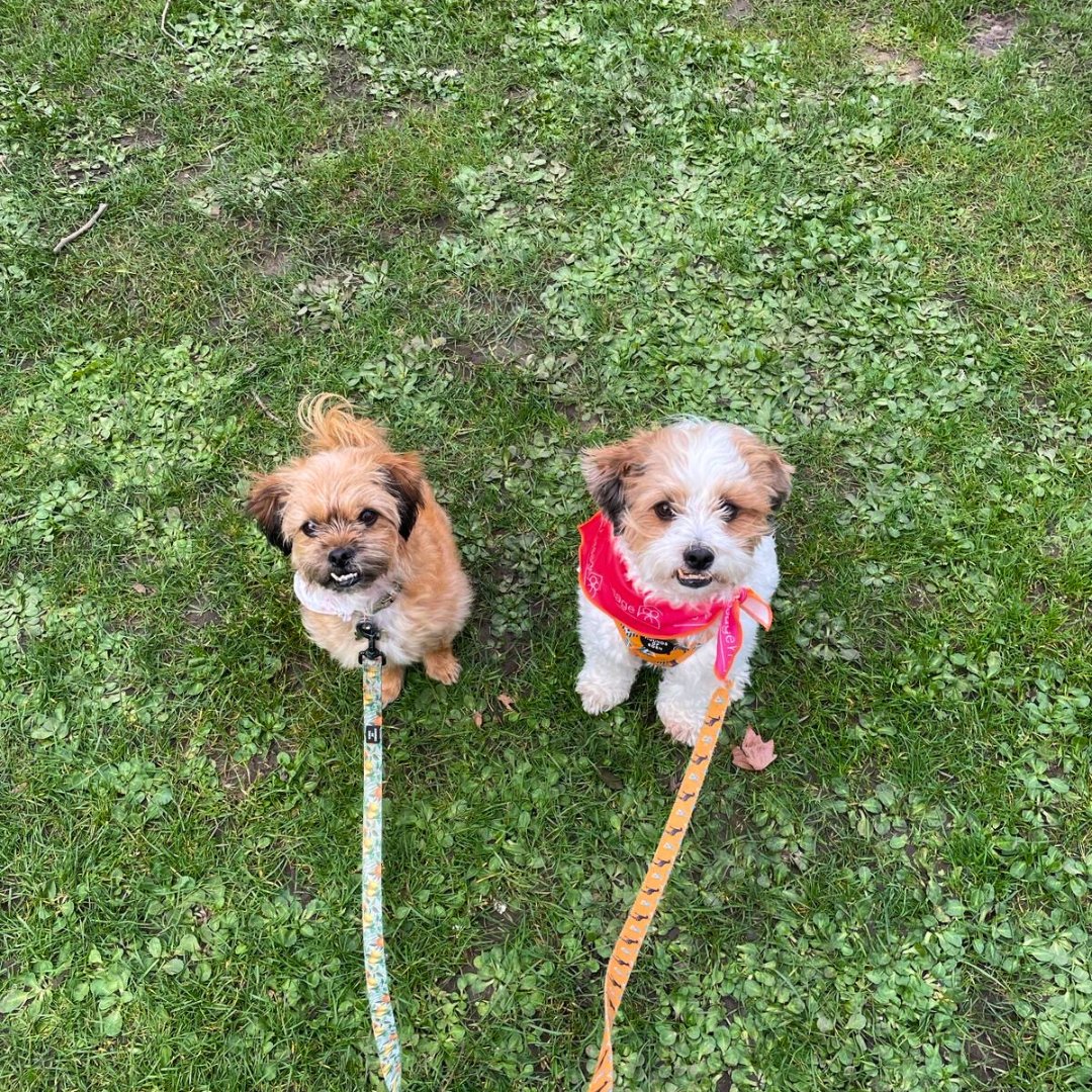 Did you know that every pup who joins our #WalktoEndHomelessness will get their very own dog bandana?🐶 With just under a month to go, make sure to click below to secure your place today!👇🌳 passage.org.uk/walk-to-end-ho…