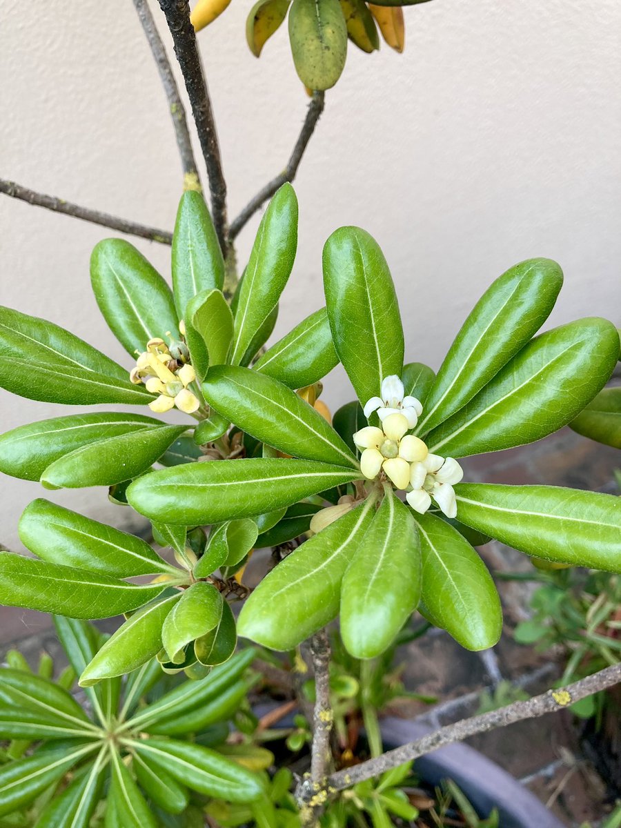 Un #lundifleuri sur la terrasse océanique ! Bonne semaine à vous ! 💙🌸🌺🌼🩵 #OceanLife #GoodVibesOnly