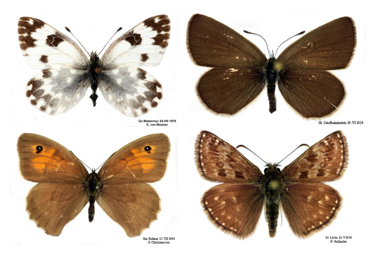 This is a reminder that I have an open PhD position in my group 🦋🐝🧬 Join us at @CpgSthlm and @Zoology_SU to investigate the genomic consequences of pollinator declines by sequencing loads of historical specimens! Deadline: 30th April Info su.se/english/about-… RT pls 🙏