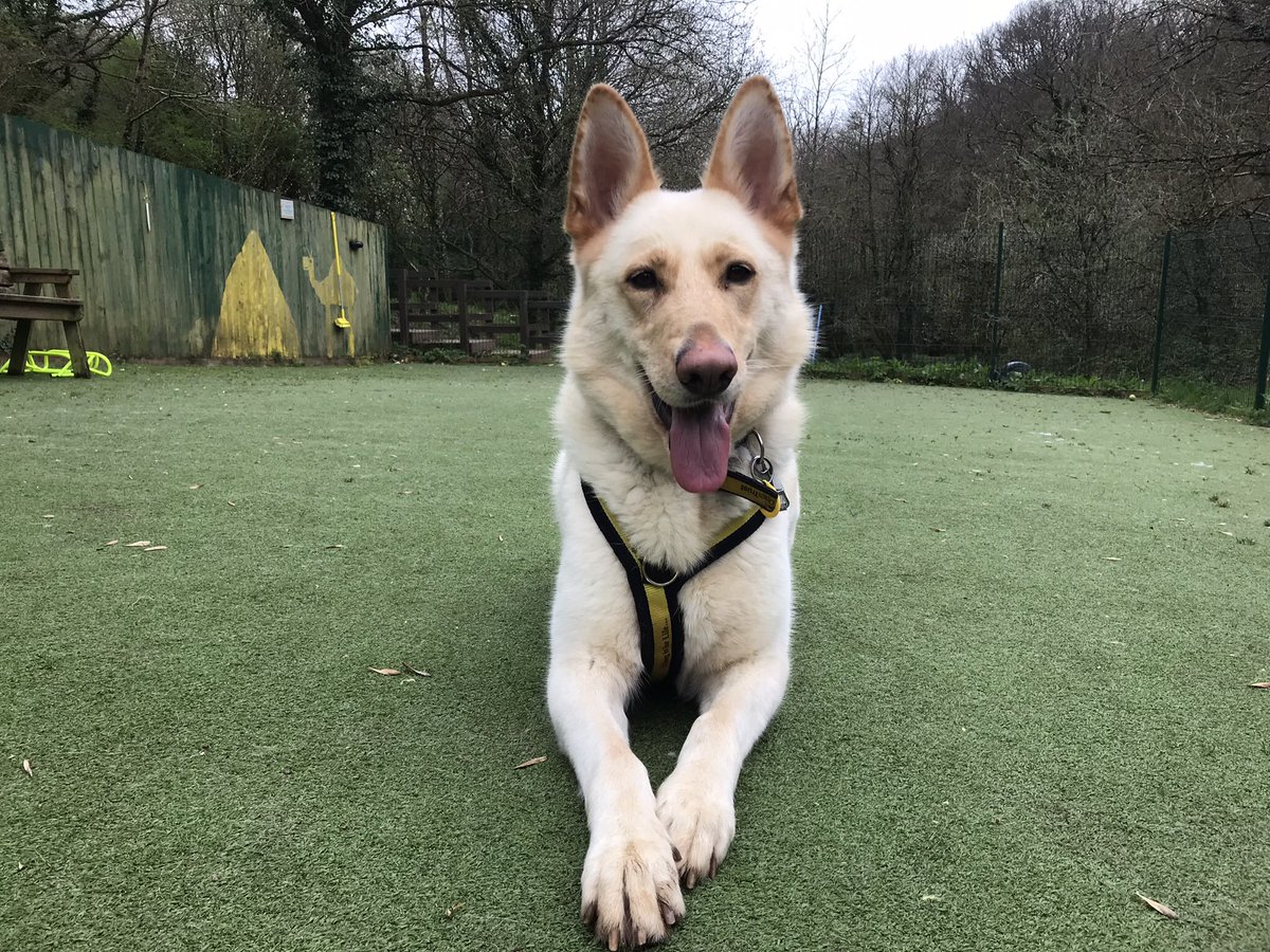 Who’s ready for a game of fetch with TARA? #MondayMotivaton 💛🐶💛 She is looking for a home @DogsTrust #Ilfracombe .🏡 dogstrust.org.uk/rehoming/dogs/… #ADogIsForLife #AdoptADog #DogsOfTwitter #RescueADog 🐾