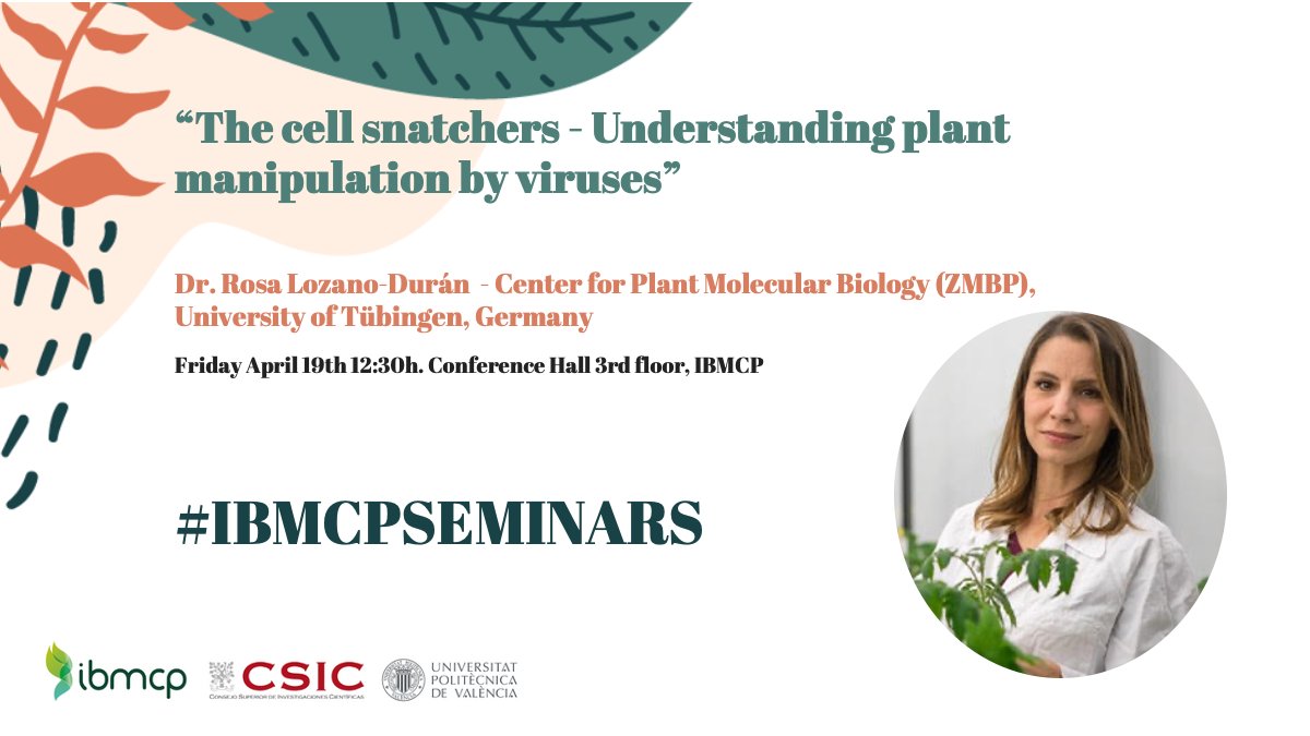 DON'T FORGET IT! 📅 This Friday 19th April, 12:30H (CEST) 📍Conference Hall, 3rd floor, IBMCP 🔬'The cell snatchers - Understanding plant manipulation by viruses' 🗣️Dr. Rosa Lozano-Durán