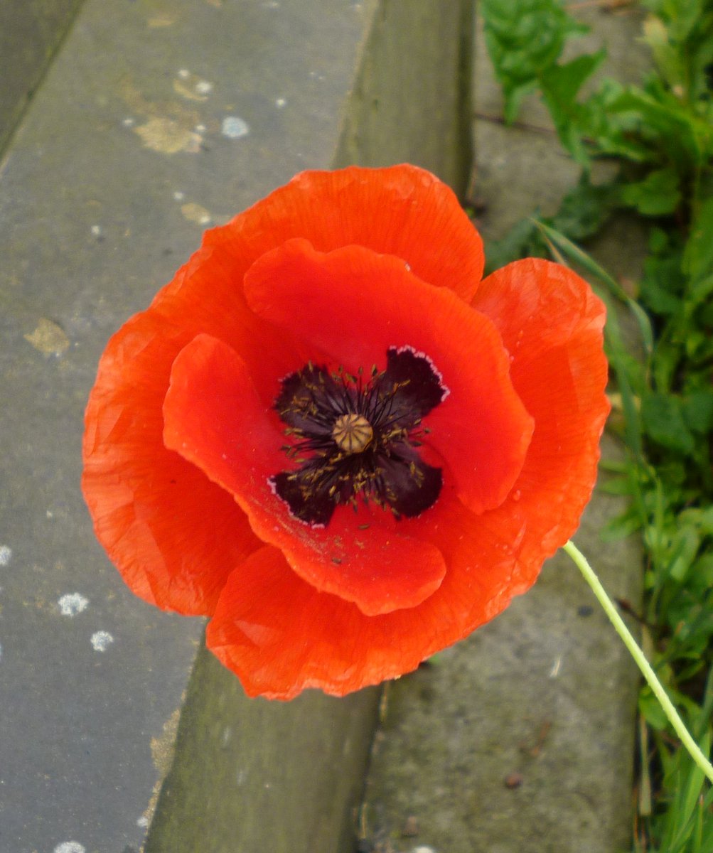 #AlphabetChallenge #WeekP P for poppies. Poppies in flower at Lister Lane Cemetery - summer 2023