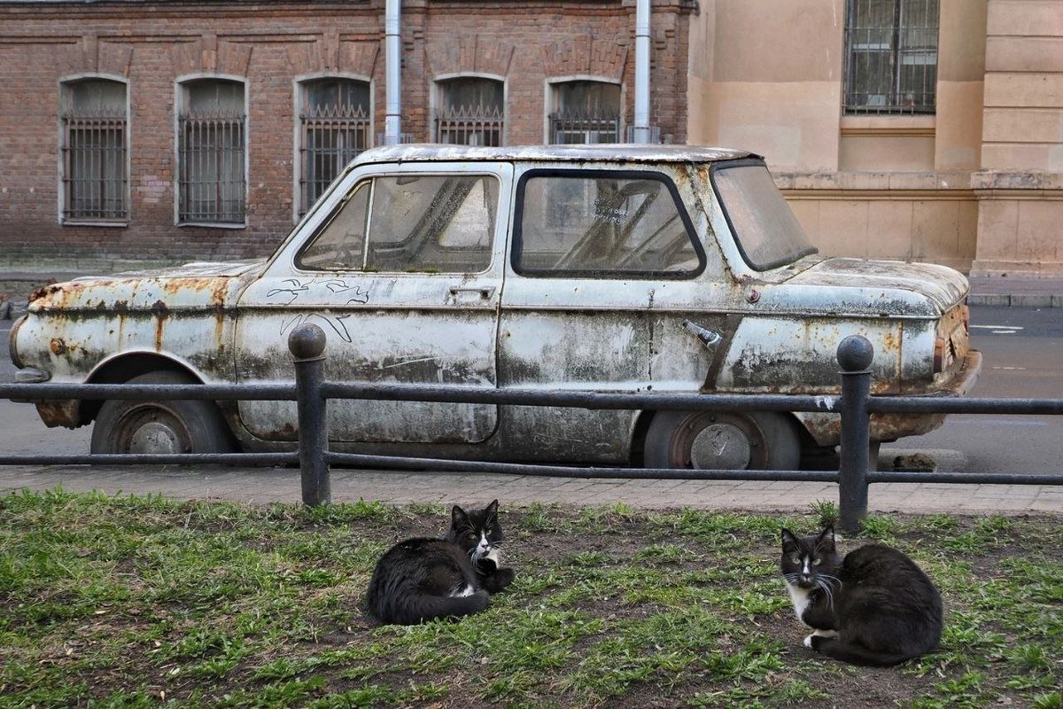 Котики и знаменитый василеостровский 'Запорожец' в объективе Александра Петросяна.