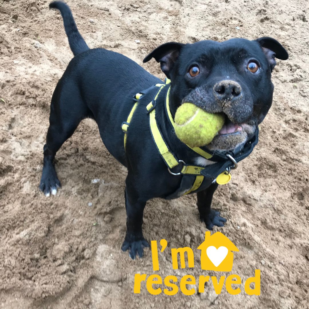 Yes WILEY! 💛🐶💛He's off to his new home soon. To adopt a dog like Wiley, fill out an application online or pop in to see us & one of our team will help you navigate the process & find the right dog for you. dogstrust.org.uk/rehoming/how-t… 🏡 #ADogIsForLife #AdoptADog #RescueDogs 🐾