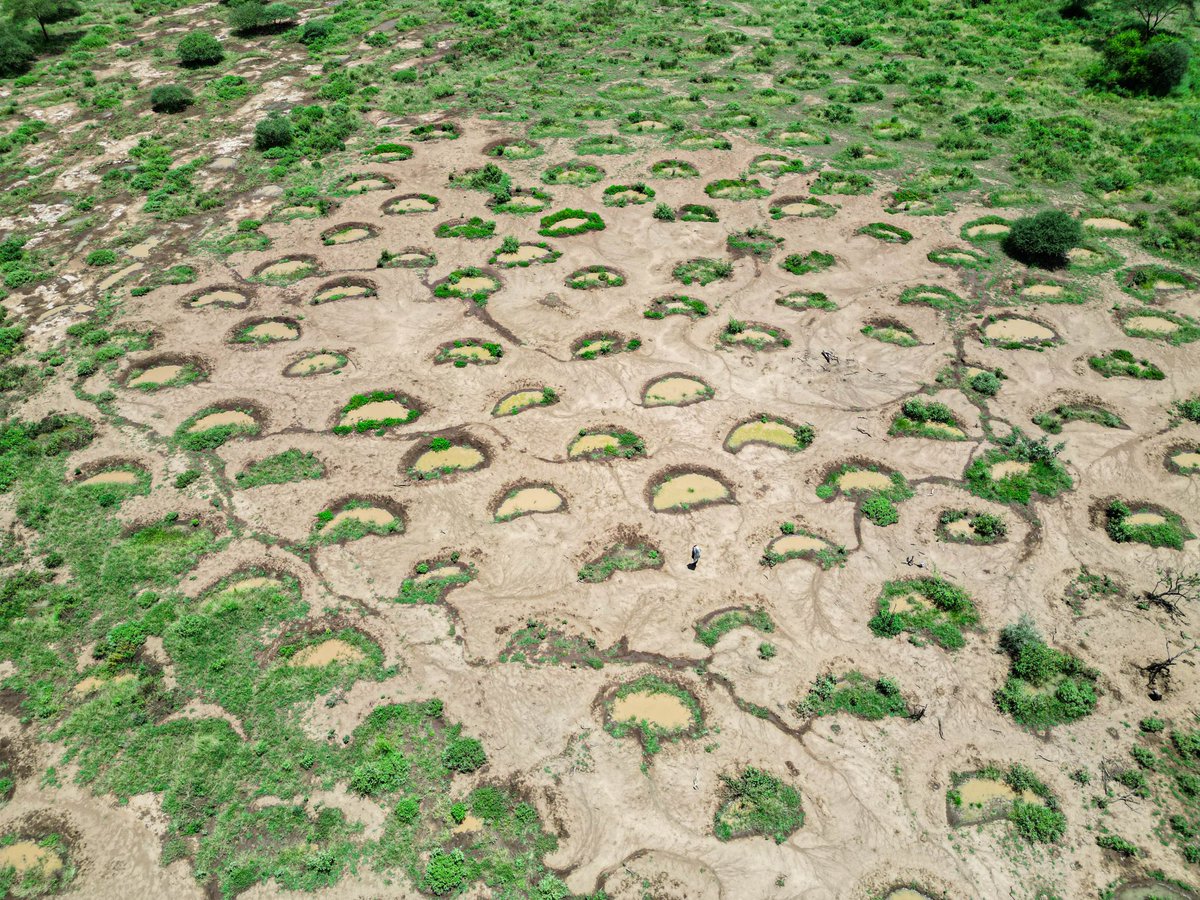 mviwaarusha's tweet photo. 𝐑𝐞𝐠𝐫𝐞𝐞𝐧𝐢𝐧𝐠 𝐟𝐫𝐮𝐢𝐭𝐬🌱
The work to regreen and restore the land continues with bold and evident results. Over the last four months, we have undertaken a massive mobilization effort, engaging women and youth in the villages of Engaruk Juu, https://t.co/jdLzHaNk7m