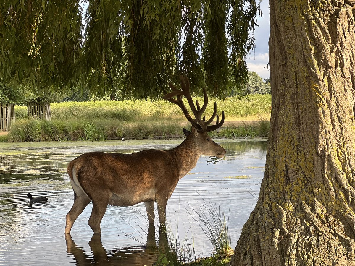 We have received reports of concerning behavior in #RichmondPark over the weekend, where park users have been observed approaching the deer and attempting to remove their antlers. Video footage of these incidents has been obtained.