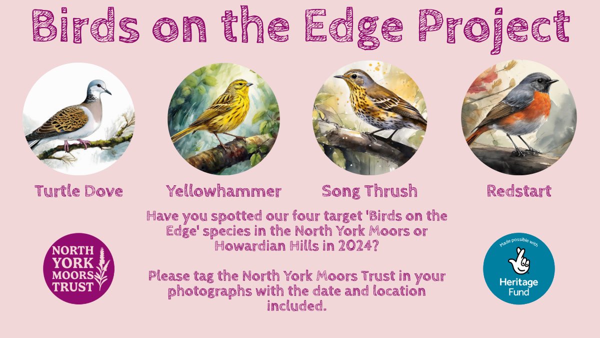 Turtle Dove return to the North York Moors National Park and Howardian Hills this month. We are home to the only significant breeding population of this critically endangered species in the north (and why they are central to our project). Tag us in your Turtle Dove 📸 in 2024.