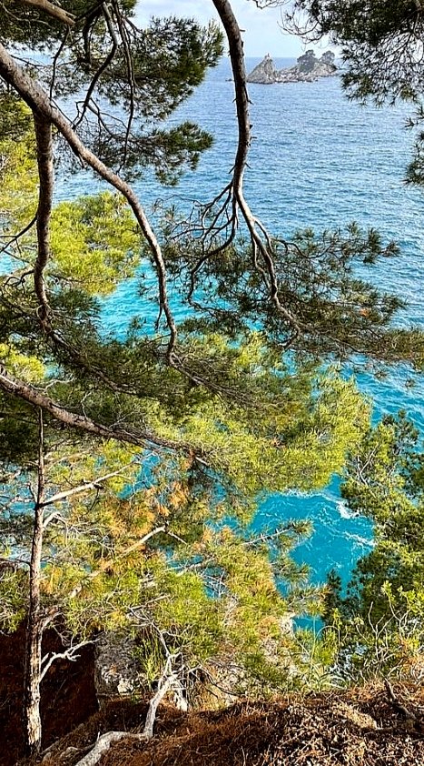 it went from hushed to roaring the wind brushing a wide pine tree rounded with azure mass like an island in the water of space each extended branch a sovereign peninsula amidst the sound of the sea cooled by the hostile breeze #FromOneLine 335 #vss365 #brush #poetry