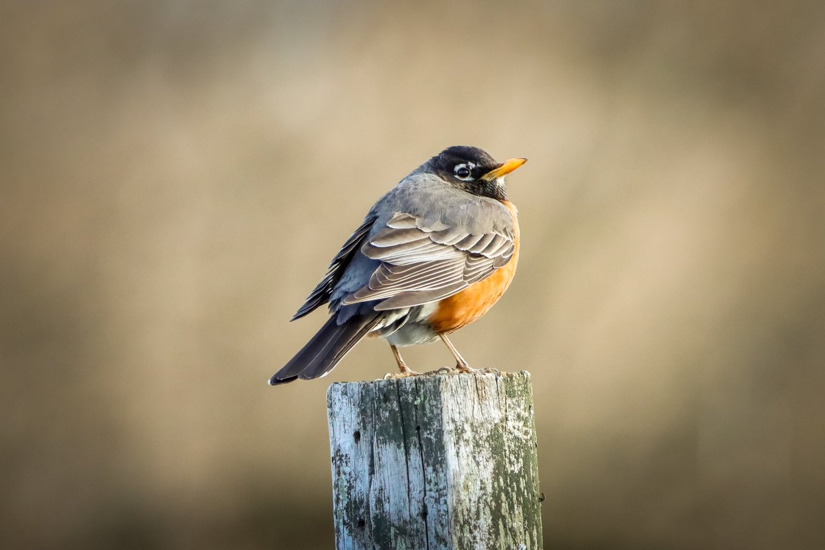 Have a calm Monday everyone. #birds #birding #birdphotography #BirdsOfTwitter