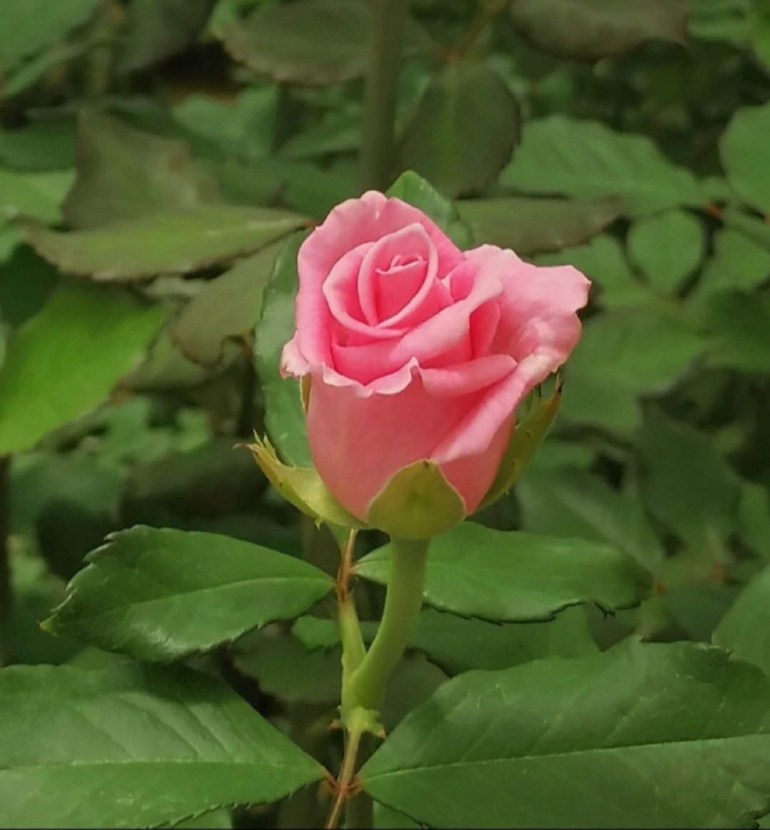 The rose's petals formed a symphony of crimson elegance.