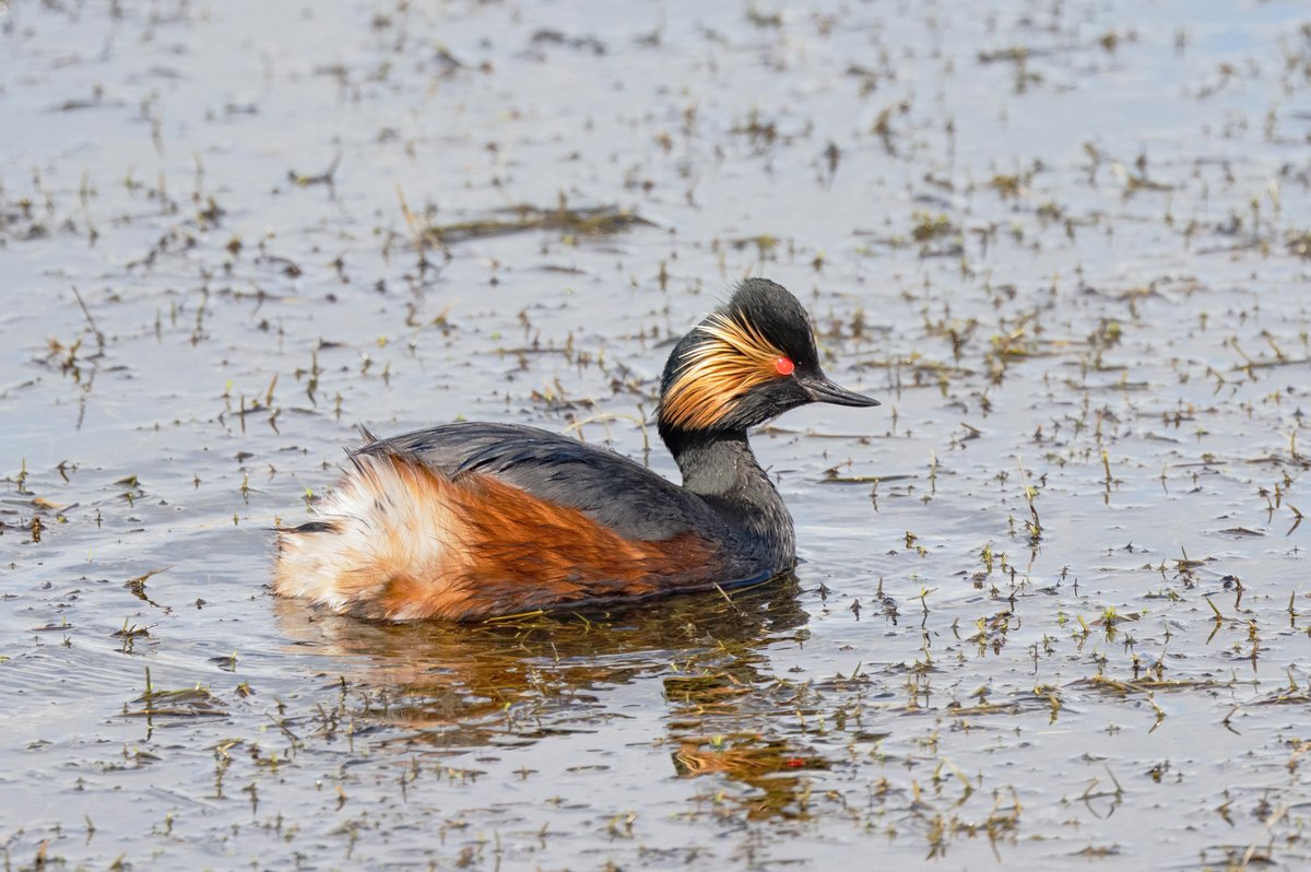 Black-necked Grebe. It's so good to see them doing so well at St Aiden's 😊
