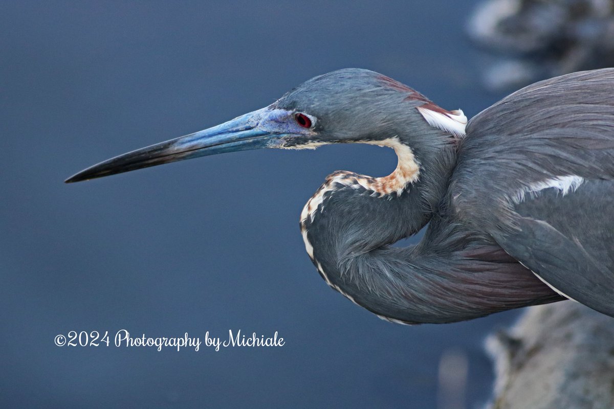 'The older I get the wider my hips and the thinner my patience!'
(A tricolored heron at Ding Darling Wildlife Refuge on Sanibel Island, Florida)