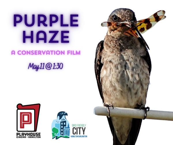 Celebrate World Migratory Bird Day (Sat, May 11th) with us and @PlayhouseHamOnt at a screening of 'Purple Haze: A Conservation Film' about the beloved Purple Martin! Guest speaker: Bruce Mackenzie, HNC Coordinator for the Grimsby Wetlands. Tickets here: playhousecinema.ca/movie/world-mi…