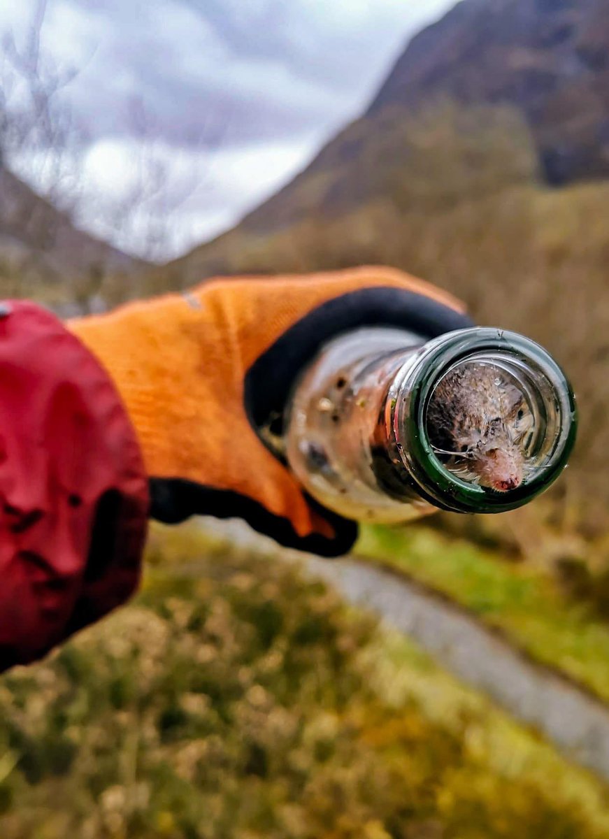 LeilaniDowding's tweet photo. FFS.  Why is it so hard for people to pick up their litter….   From Glencoe Nature Reserve FB 😩😩 

While it might not be initially obvious, this discarded beer bottle contains two dead shrews 🐁🐁

Shrews like to crawl inside small holes for cover and to hunt for insects, but the smooth surface of a bottle often makes it impossible to get back out ⛔

If they don't drown in rainwater or the liquid remnants of the container, they eventually die of stress, starvation or exposure when they are unable to dry off...

A study in a US National Park found dead small mammals in one in 10 of 1000 discarded bottles they checked, with one bottle containing more than 20 skeletons 😲

Our Ranger Lindsay and volunteer Holly were litter-picking around Loch Achtriochtan when they found this bottle. They collected five bin bags of rubbish at this one beauty spot 🏔️

Please take care not to spoil the incredible places you visit 💚

🙏  Bring a bag
🙏  Collect up your waste
🙏  Dispose of it elsewhere

And help us get the word out...

📣 Discarded bottles KILL wildlife ☠️

#LoveGlencoe
#WaysToSpoilTheView
#RespectProtectEnjoy

National Trust for Scotland ~ NatureScot ~ Scotland's National Nature Reserves ~ The Outdoor Capital of the UK ~ Keep Scotland Beautiful
