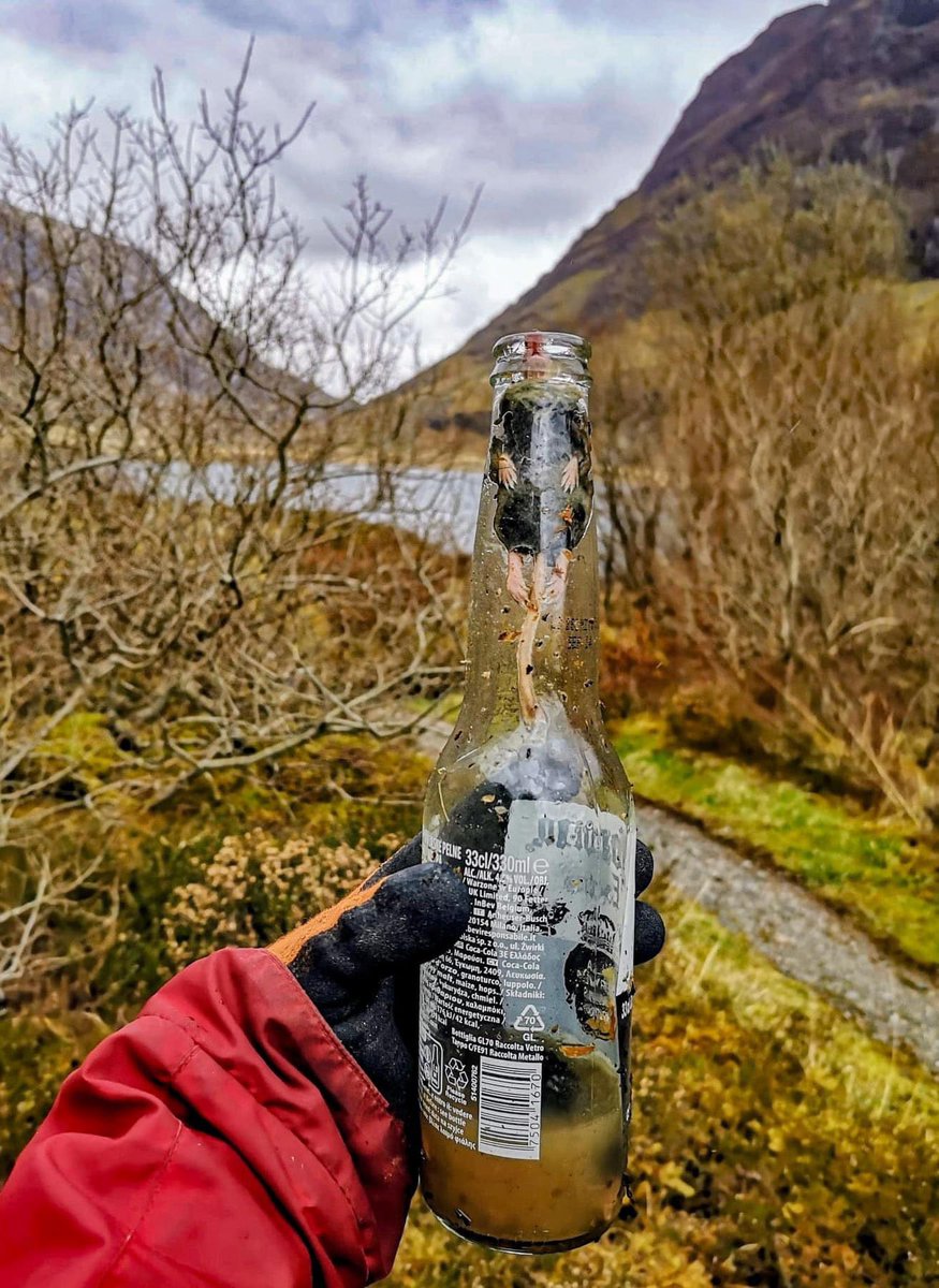 LeilaniDowding's tweet photo. FFS.  Why is it so hard for people to pick up their litter….   From Glencoe Nature Reserve FB 😩😩 

While it might not be initially obvious, this discarded beer bottle contains two dead shrews 🐁🐁

Shrews like to crawl inside small holes for cover and to hunt for insects, but the smooth surface of a bottle often makes it impossible to get back out ⛔

If they don't drown in rainwater or the liquid remnants of the container, they eventually die of stress, starvation or exposure when they are unable to dry off...

A study in a US National Park found dead small mammals in one in 10 of 1000 discarded bottles they checked, with one bottle containing more than 20 skeletons 😲

Our Ranger Lindsay and volunteer Holly were litter-picking around Loch Achtriochtan when they found this bottle. They collected five bin bags of rubbish at this one beauty spot 🏔️

Please take care not to spoil the incredible places you visit 💚

🙏  Bring a bag
🙏  Collect up your waste
🙏  Dispose of it elsewhere

And help us get the word out...

📣 Discarded bottles KILL wildlife ☠️

#LoveGlencoe
#WaysToSpoilTheView
#RespectProtectEnjoy

National Trust for Scotland ~ NatureScot ~ Scotland's National Nature Reserves ~ The Outdoor Capital of the UK ~ Keep Scotland Beautiful