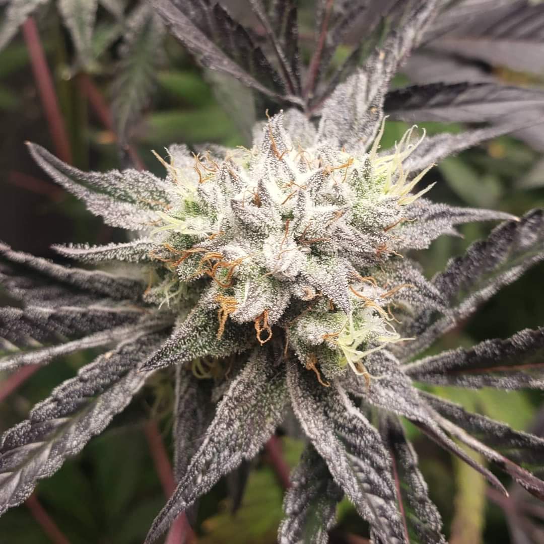 This is 3rd Coast Genetics Oreoz (Cookies & Cream x Secert Weapon), which I got way before the cease and desist & the name was changed to OOOze. This strain did not yield much, but it was a very nice flower at harvest. #3rdcoastgenetics #oreoz  #oooze #boofproof #craftcannabis
