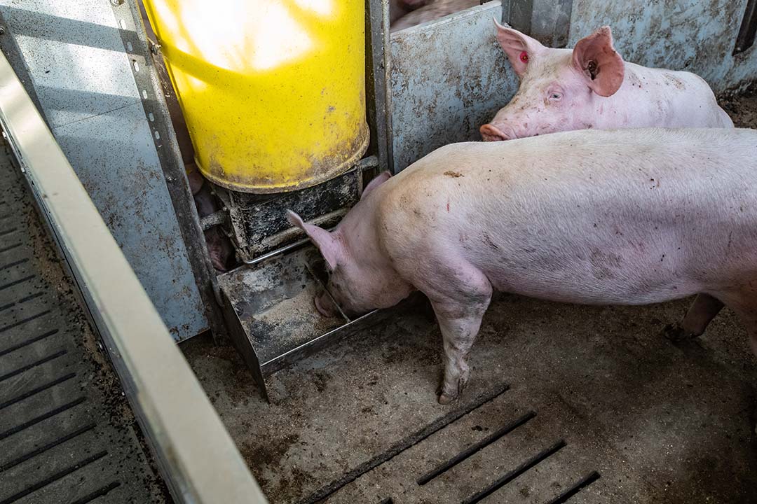 According to pig nutrition expert Dr Francesc Molist of Schothorst Feed Research, reporting on sustainability in the livestock production chain will be high on the agenda for 2024. Read more about this at Pig Progress or click on the link below! ⬇️ ow.ly/FIP150RfXLU #Pigs