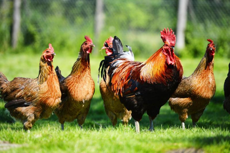 Learn to recognise the clinical signs and describe the immunology for major poultry diseases on a 1-week course with @Pirbright_Inst . Designed for veterinary surgeons, technical staff, and poultry managers. Apply today >> ow.ly/X9W750RfYH7 @SurreyVet @UniOfSurrey