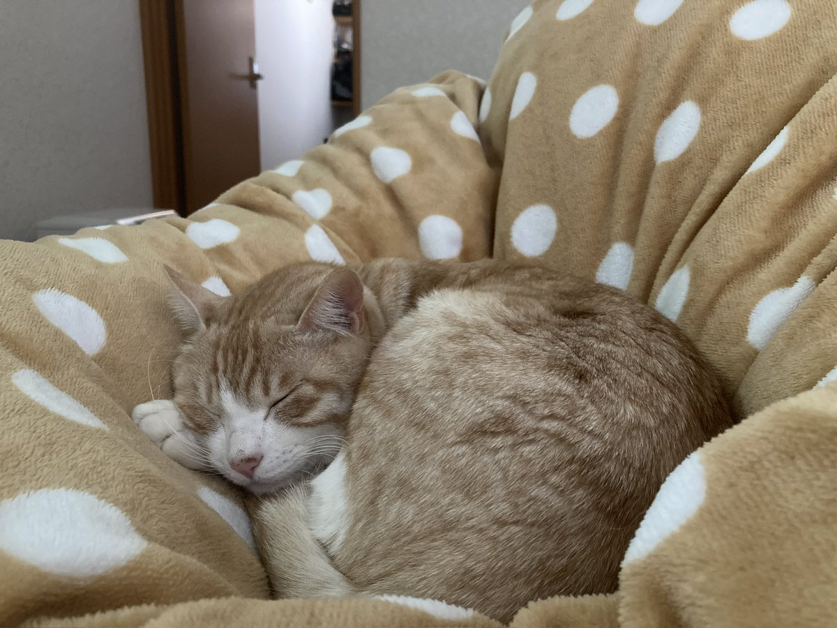 近くまで来て添い寝するのかわいすぎるな〜〜